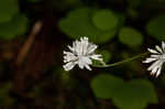 Mountain meadow-rue